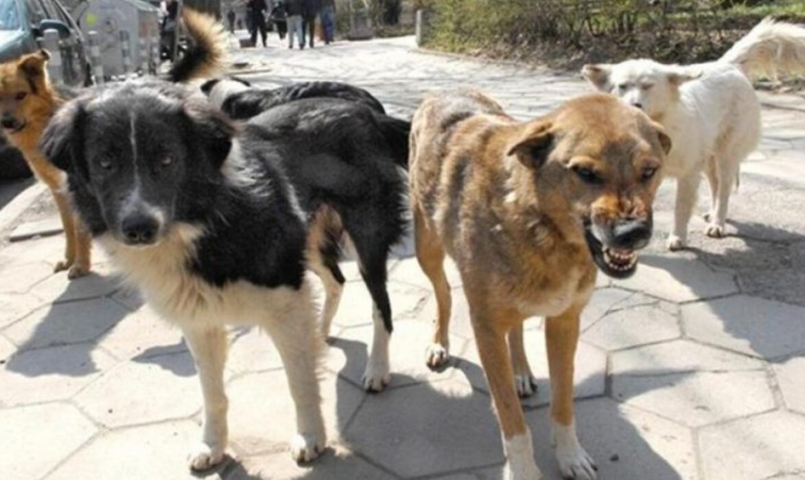 Struga pa strehimore për qentë endacakë! Përplasje të forta mes komunës dhe këshilltarëve